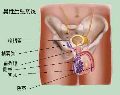 治疗前列腺炎 治出性冲动来