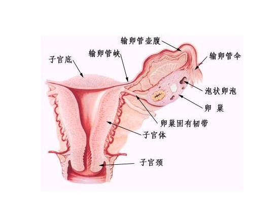 卵巢囊肿